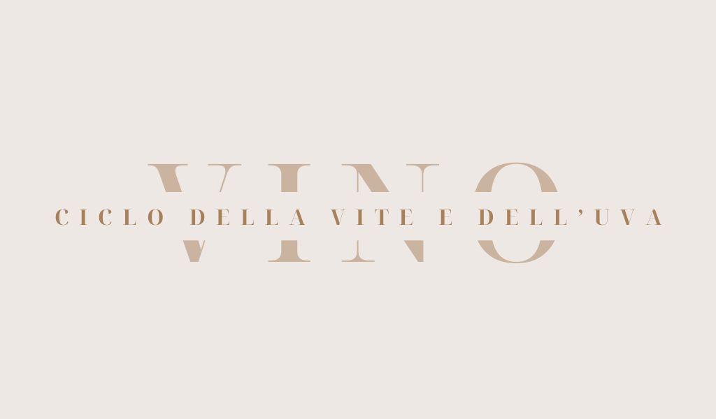 Grafica minimal con la scritta 'Il ciclo della vite e dell’uva' in caratteri eleganti su sfondo chiaro.