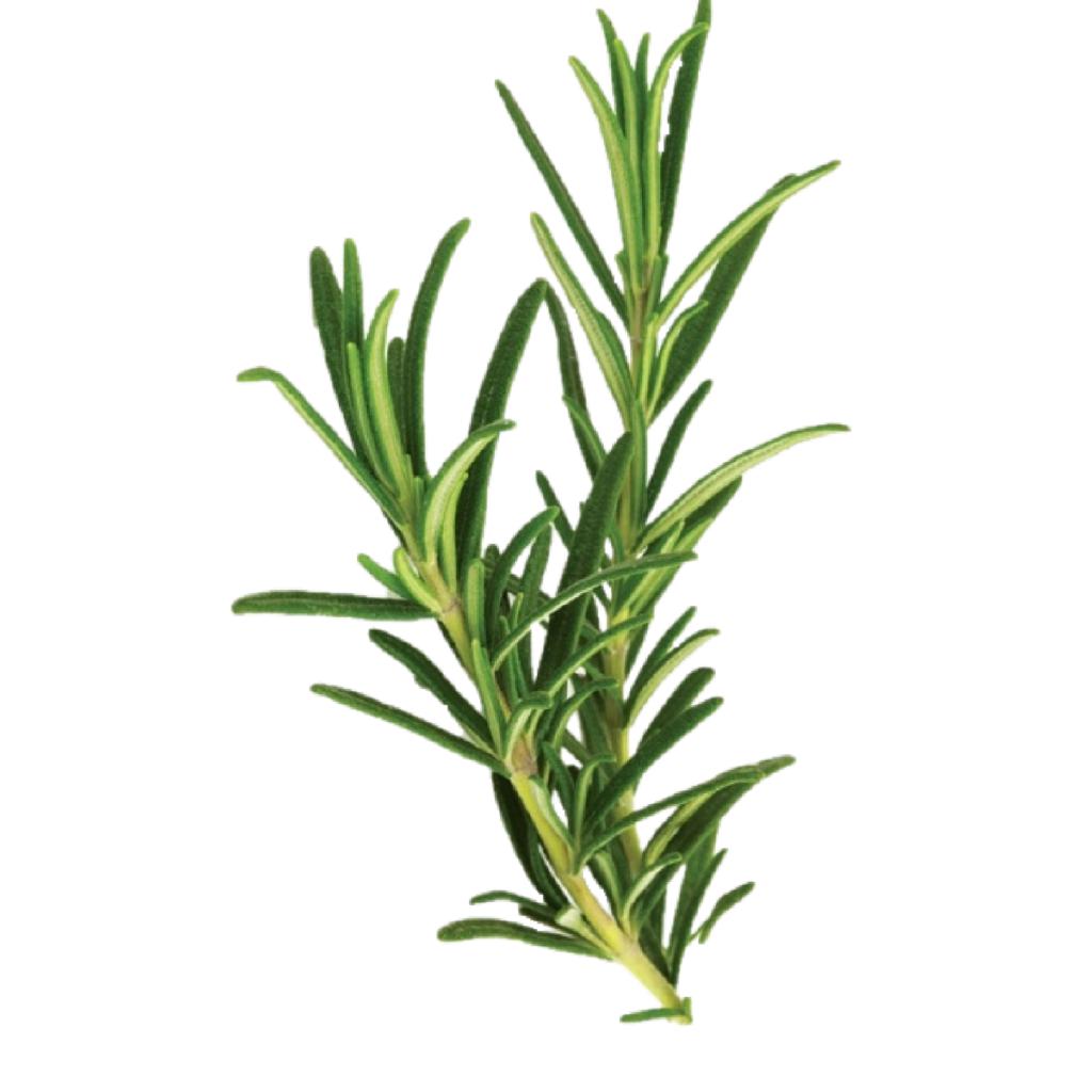 ROSMARINO AGHI O STRITOLATO KG 1 (315)